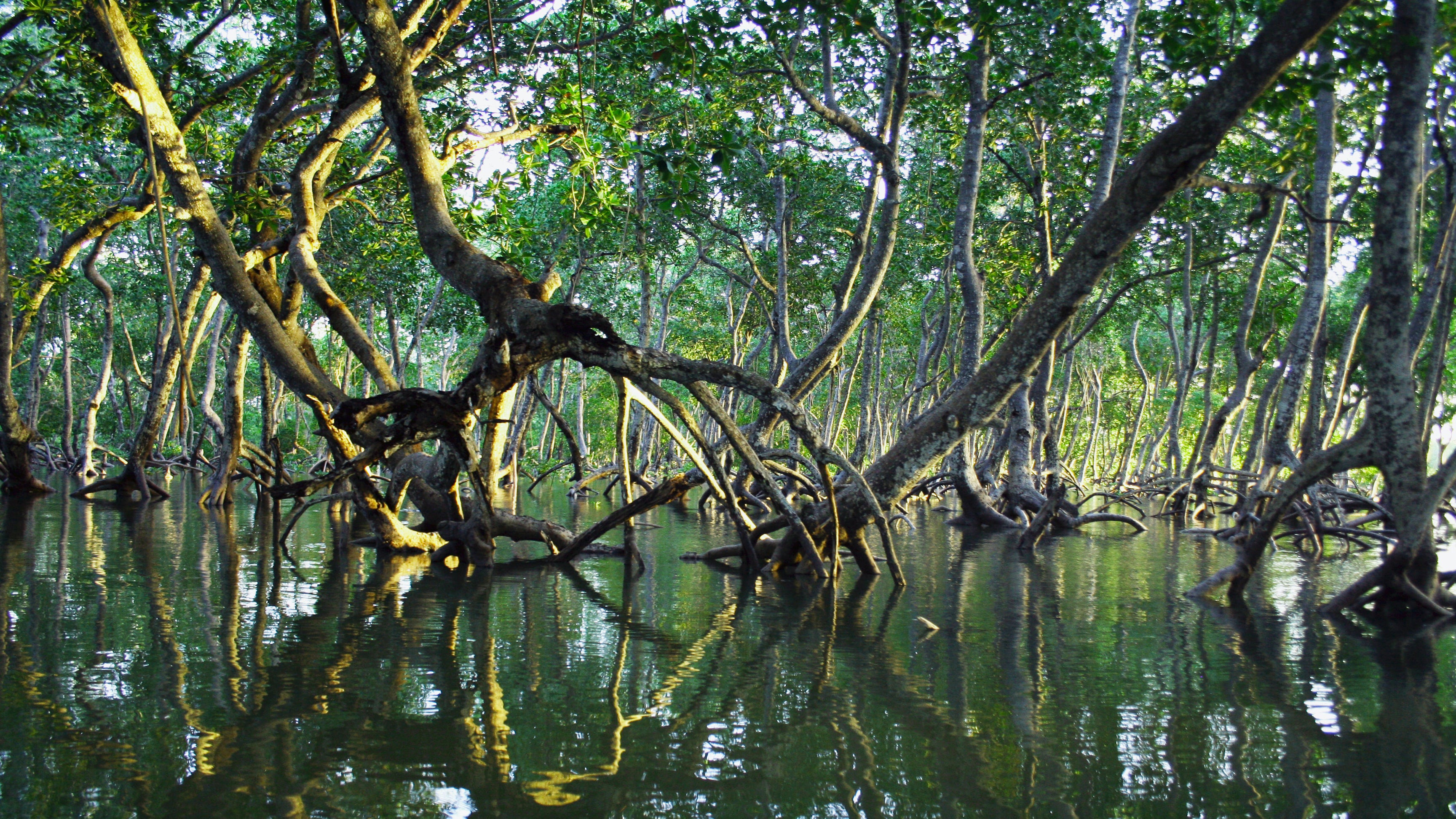 Meet the man saving the mangroves - and the planet – Airinum